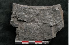 Foto (Detailansicht) von Asplenium hochstetteri Unger (NHMW-GEO-2024-0188-10300)